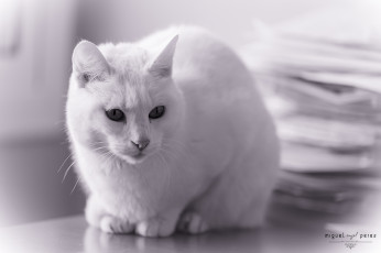 Картинка животные коты белый