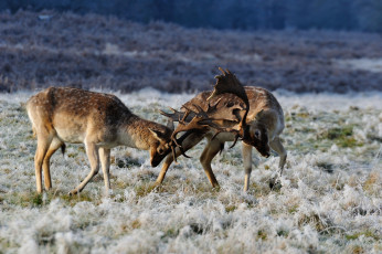 Картинка животные олени драка рога поединок