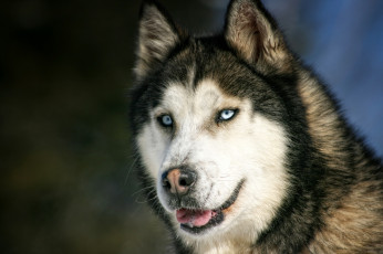 Картинка животные собаки хаски глаза