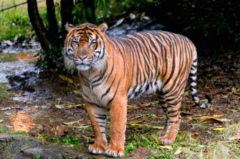 Картинка животные тигры хищник полосатый