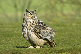 Картинка животные совы филин