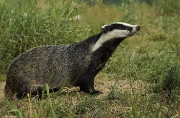 Картинка животные барсуки полоски