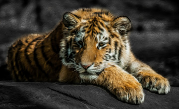 Картинка разное компьютерный дизайн тигр