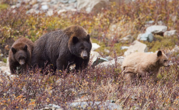 Картинка животные медведи бурый малыши мама