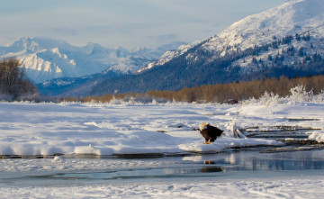 Картинка животные птицы хищники горы снег зима орлан