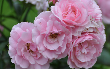 Картинка цветы розы розовый