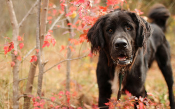 Картинка животные собаки осень