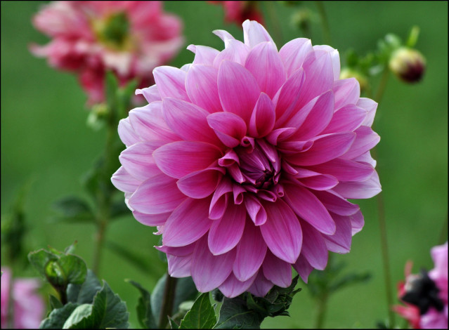 Обои картинки фото цветы, георгины