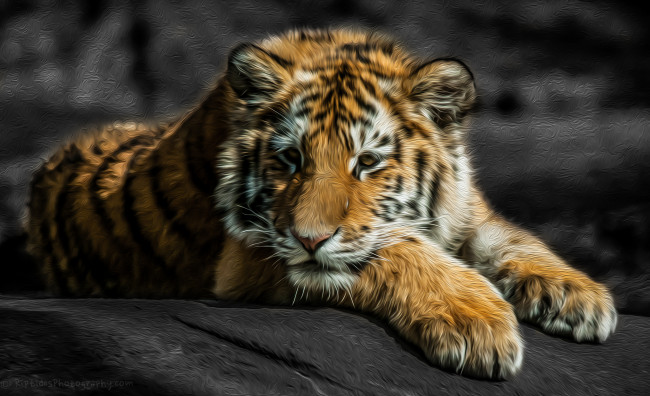 Обои картинки фото разное, компьютерный, дизайн, тигр