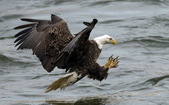 Обои картинки фото животные, птицы, хищники, белоголовый, орлан, вода