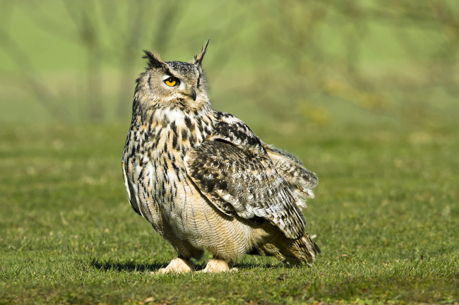 Обои картинки фото животные, совы, филин