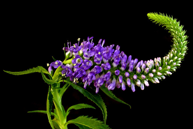 Обои картинки фото цветы, немофилы, вероники, вероника, колосистая, макро