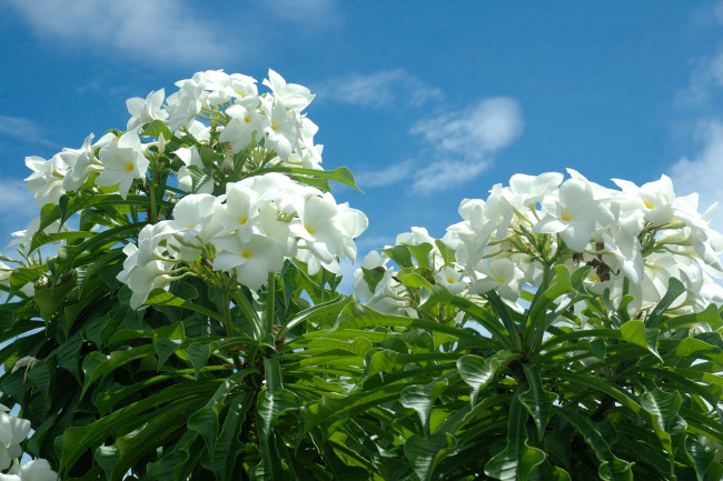 Обои картинки фото цветы, плюмерия, небо, тропики, белый