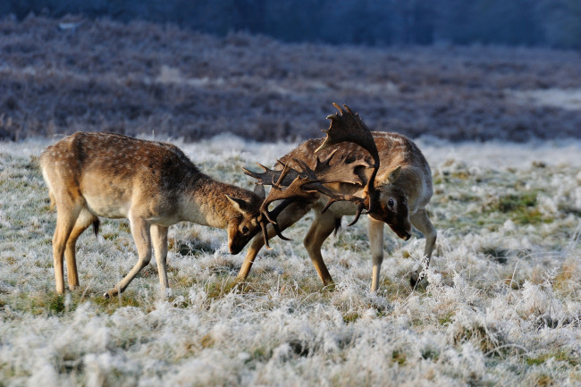 Обои картинки фото животные, олени, драка, рога, поединок