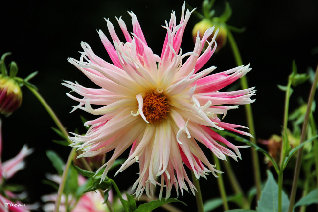 Обои картинки фото цветы, георгины, пестрый