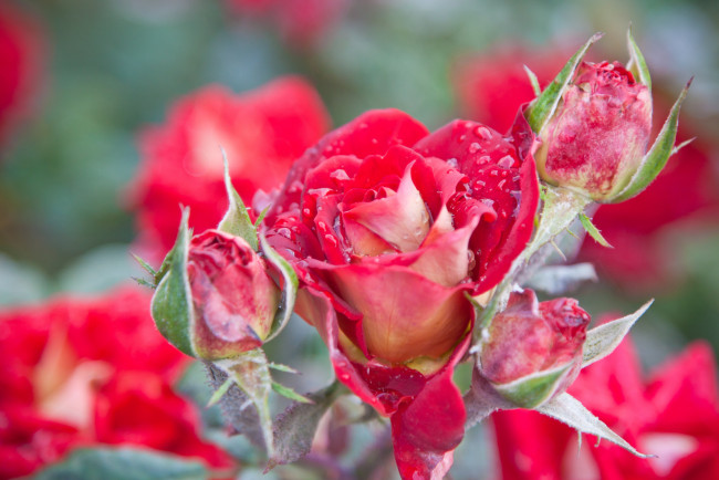 Обои картинки фото цветы, розы, розовый