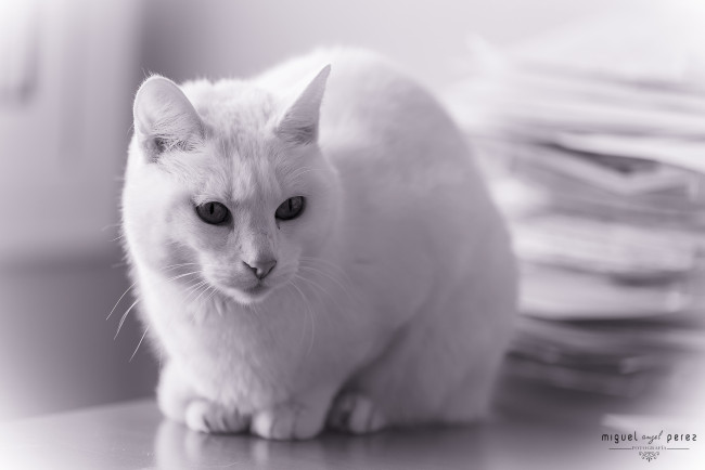 Обои картинки фото животные, коты, белый