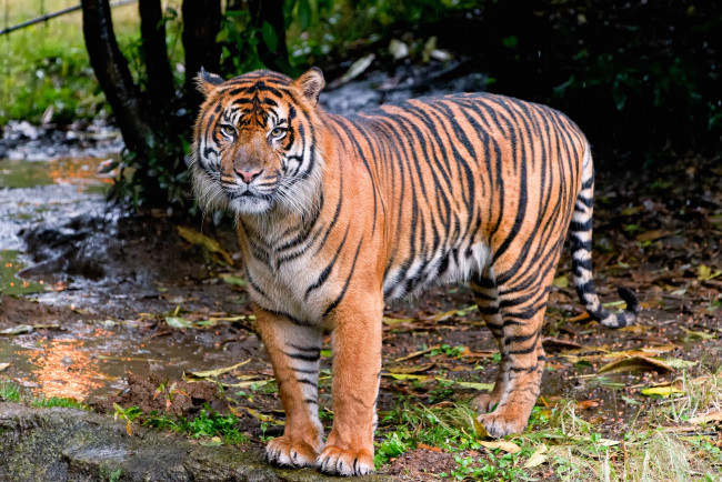 Обои картинки фото животные, тигры, хищник, полосатый