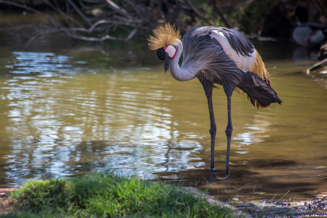 Обои картинки фото животные, журавли, венценосный, журавль