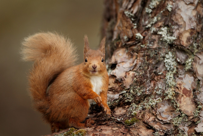 Обои картинки фото животные, белки, зверек, рыжий, хвост