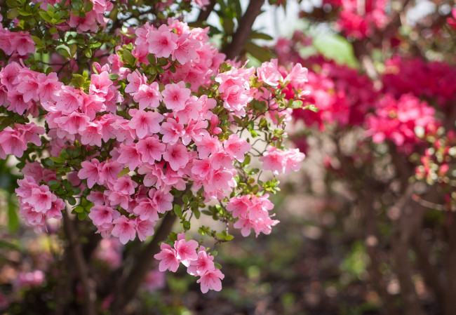Обои картинки фото цветы, рододендроны, азалии, розовый