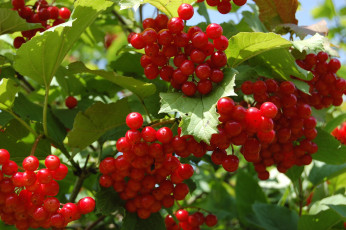 Картинка природа Ягоды +калина гроздья