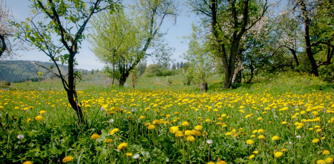 Обои картинки фото природа, луга, одуванчики, трава, луг, деревья