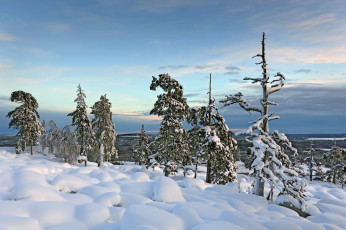 Картинка природа зима ели снег