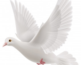 Картинка векторная+графика животные+ animals птица фон голубь