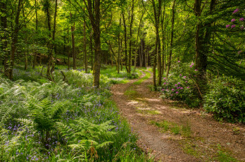 Картинка природа дороги простор