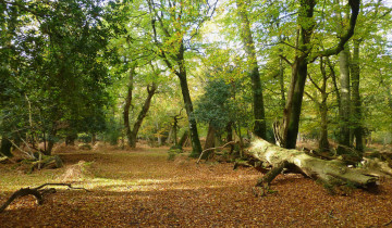 Картинка природа лес простор