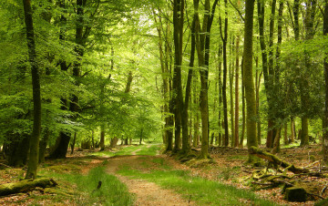 Картинка природа дороги простор