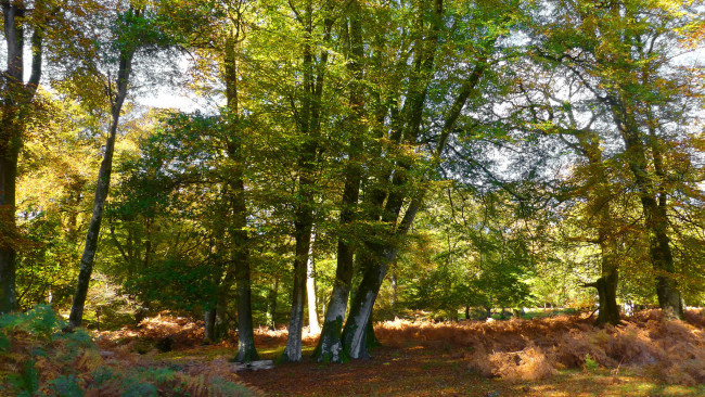 Обои картинки фото природа, лес, простор