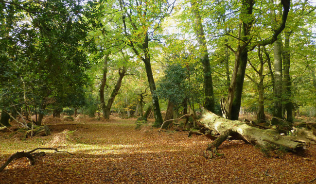 Обои картинки фото природа, лес, простор