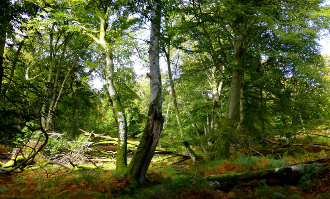 Обои картинки фото природа, лес, простор