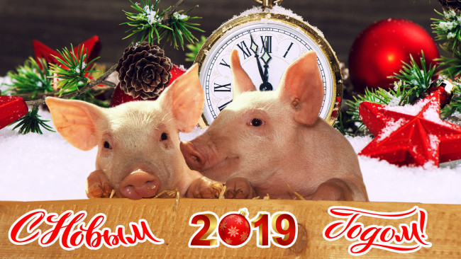 Обои картинки фото праздничные, - разное , новый год, фон, елка, поросята