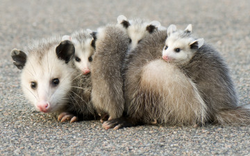 Картинка possums животные опоссумы детёныши opossum опоссум опоссумовые зверёк мех хвостик мордочка млекопитающие