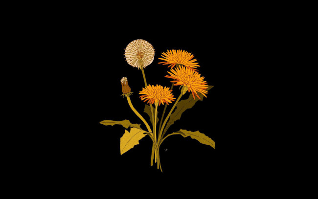 Обои картинки фото рисованное, цветы, одуванчики