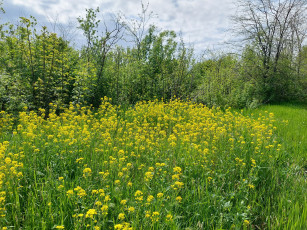 Картинка природа луга луг