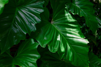 обоя природа, листья, зелень