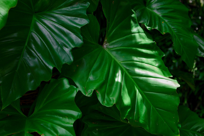 Обои картинки фото природа, листья, зелень