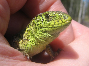 Картинка artur kl дракончик пальчик животные Ящерицы игуаны вараны