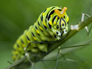 Картинка автор oleg sakhar животные гусеницы