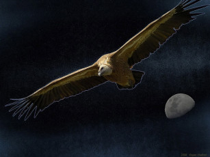 Картинка kogan vladimir орёл животные птицы хищники