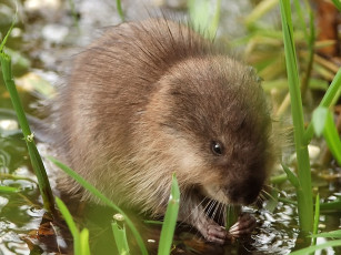 Картинка не могу оторваться или ондатра животные выдры каланы ондатры