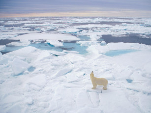 Картинка polar bear svalbard norway животные медведи