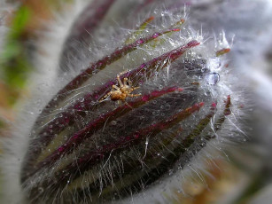 Картинка rostislaw паучок под дождиком животные пауки