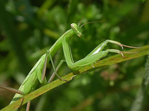 Картинка rostislaw задумчивая грация чужого животные богомолы
