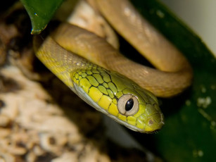 Картинка snakes укушу животные змеи питоны кобры