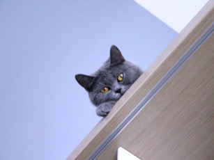 Картинка well мне сверху видно всё животные коты